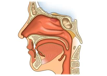 Facharzt für Hals-, Nasen- und Ohrenheilkunde 1